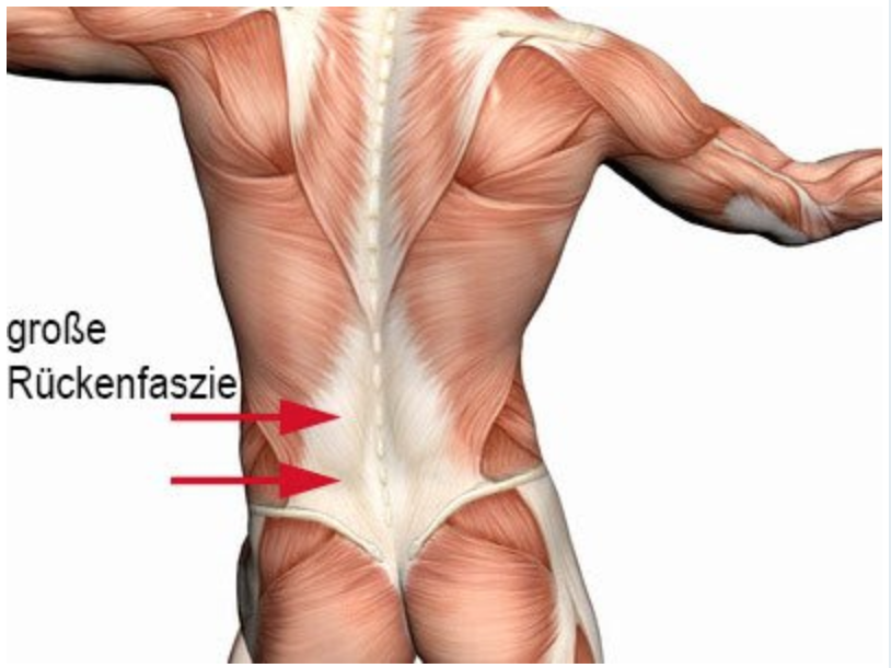 Quelle: http://www.massage-steyr.at/news/5908-faszien/